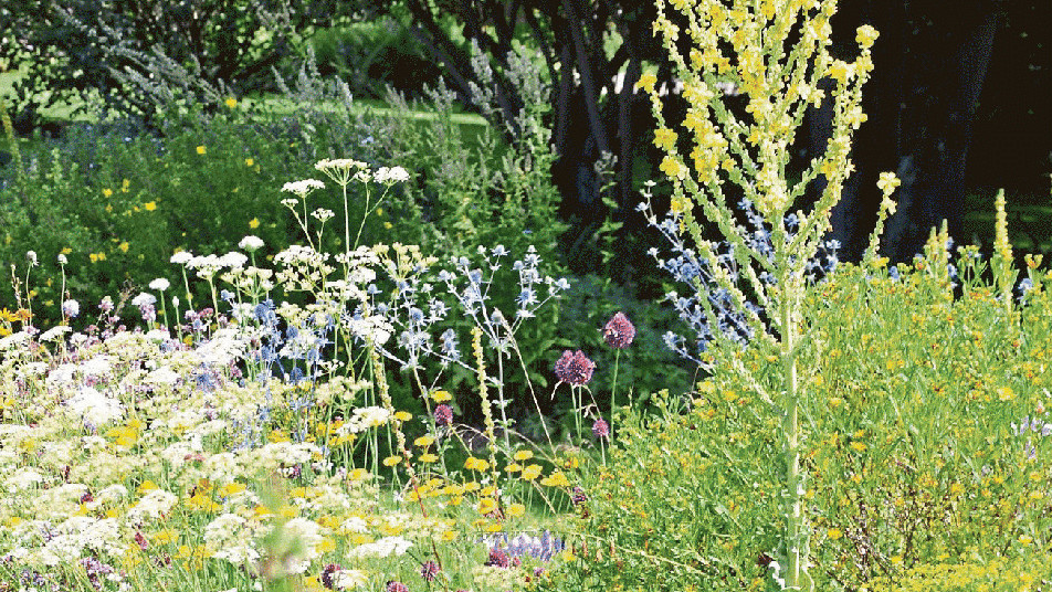 Königskerzen suchen sich gerne selbst ihren Platz im Beet. Königskerzen suchen sich gerne selbst ihren Platz im Beet.