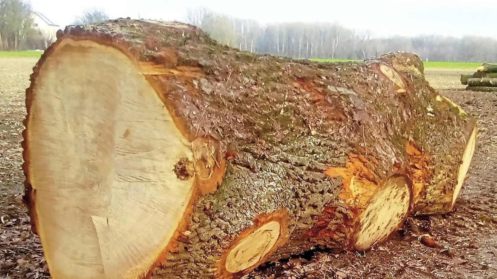 Sie wird als Baum der Deutschen bezeichnet: Die Eiche