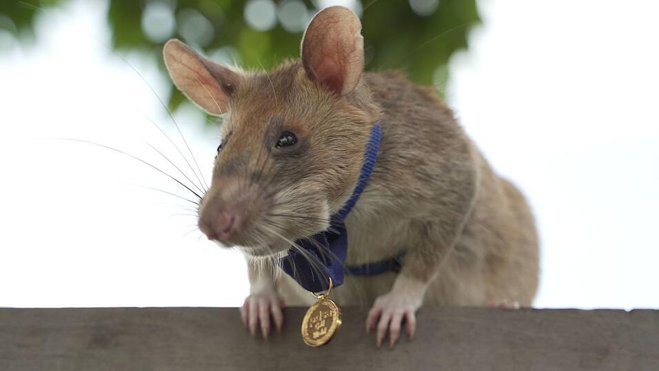 2020 bekam Magawa bereits f&uuml;r seine Leistungen eine spezielle Medaille - als erste Ratte &uuml;berhaupt. (Archivbild)