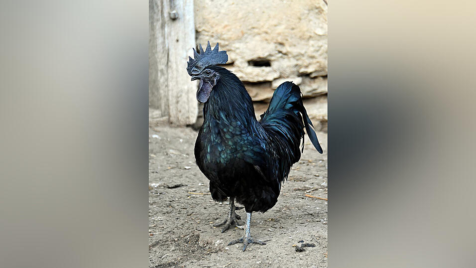 Platz 9: Christa Rabl-Dachs