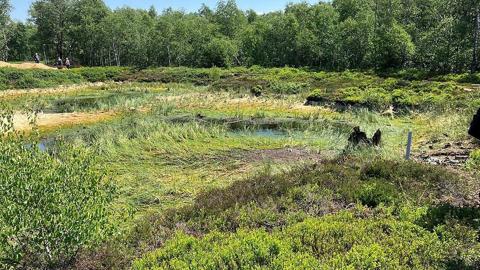 Das Rote Moor im hessischen Teil der Rhön ist seit 1979 als Naturschutzgebiet ausgewiesen. (Archivbild) Das Rote Moor im hessischen Teil der Rhön ist seit 1979 als Naturschutzgebiet ausgewiesen. (Archivbild)