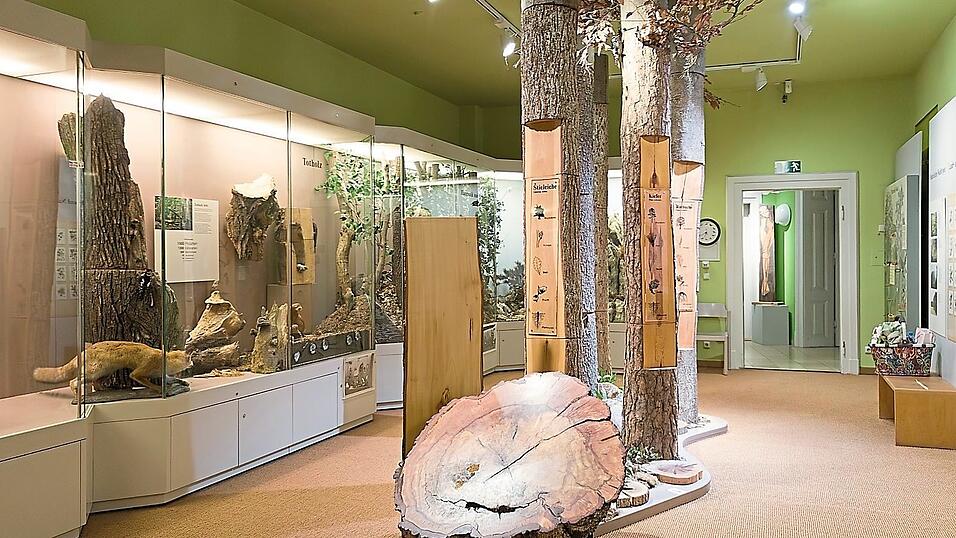 Das Naturkundemuseum erfüllt einen wichtigen Bildungsauftrag für Ostbayern, ist sich der Stadtrat sicher. Das Naturkundemuseum erfüllt einen wichtigen Bildungsauftrag für Ostbayern, ist sich der Stadtrat sicher.