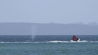 Experten beobachten den Wal von einem Schlauchboot aus.
