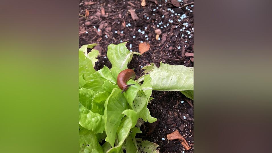 Das Schreckensbild für jeden Gärtner: Ungehindert vom Schneckenkorn frisst sich die Schnecke durch den Salat. Das Schreckensbild für jeden Gärtner: Ungehindert vom Schneckenkorn frisst sich die Schnecke durch den Salat.