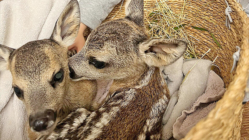Rosal und Lotta sind wohlauf. Obwohl sie gerne miteinander kuscheln, sind sie aber keine Kuscheltiere für Menschen.