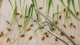 Die neuen Vorgaben müssen noch vom EU-Parlament und den EU-Staaten bestätigt werden. Normalerweise ist das Formsache, wenn sich die Unterhändler der Institutionen zuvor auf einen Kompromiss geeinigt haben.(Archivbild)