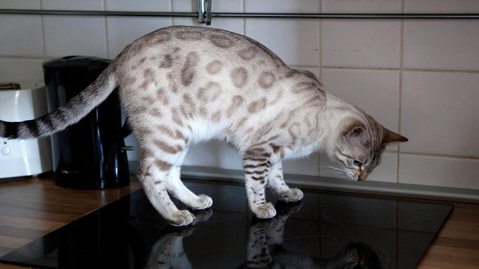 Eine der beiden Katzen zahlte mit ihrem Leben. (Symbolbild)