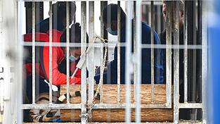 Die Behörden transportierten sechs der acht Tiger ab. Die Behörden transportierten sechs der acht Tiger ab.