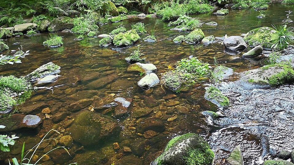Viele moosbewachsene Steine liegen im Bachbett der Wolferstetter Ohe.