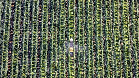 Ein Bild der Hopfengärten bei Oberhatzkofen aus den Zeiten mit ausreichend Niederschlägen.