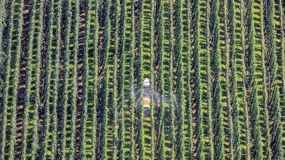 Ein Bild der Hopfengärten bei Oberhatzkofen aus den Zeiten mit ausreichend Niederschlägen. Ein Bild der Hopfengärten bei Oberhatzkofen aus den Zeiten mit ausreichend Niederschlägen.