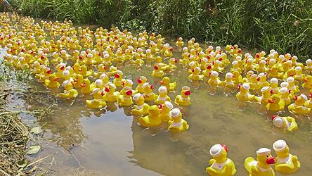 Die Enten waren trotz Niedrigwasser wieder auf dem Goldbach unterwegs.