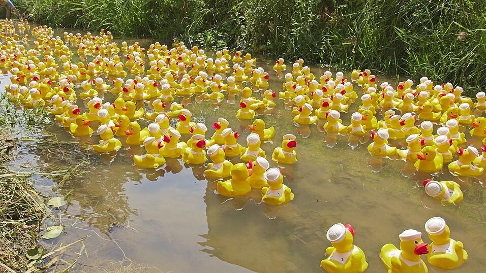Die Enten waren trotz Niedrigwasser wieder auf dem Goldbach unterwegs. Die Enten waren trotz Niedrigwasser wieder auf dem Goldbach unterwegs.