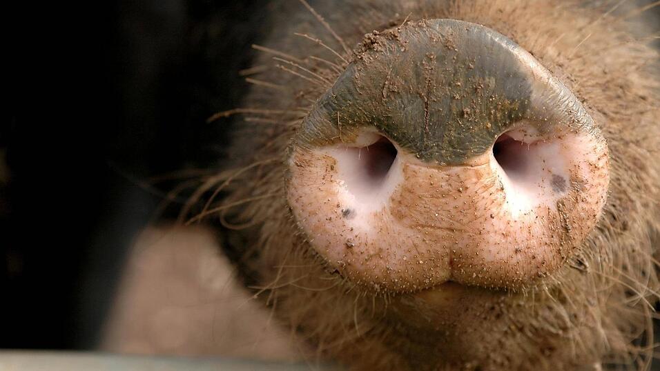 Eine Frau aus Frontenhausen soll zwei Schweine geschlachtet haben (Symbolbild). Eine Frau aus Frontenhausen soll zwei Schweine geschlachtet haben (Symbolbild).