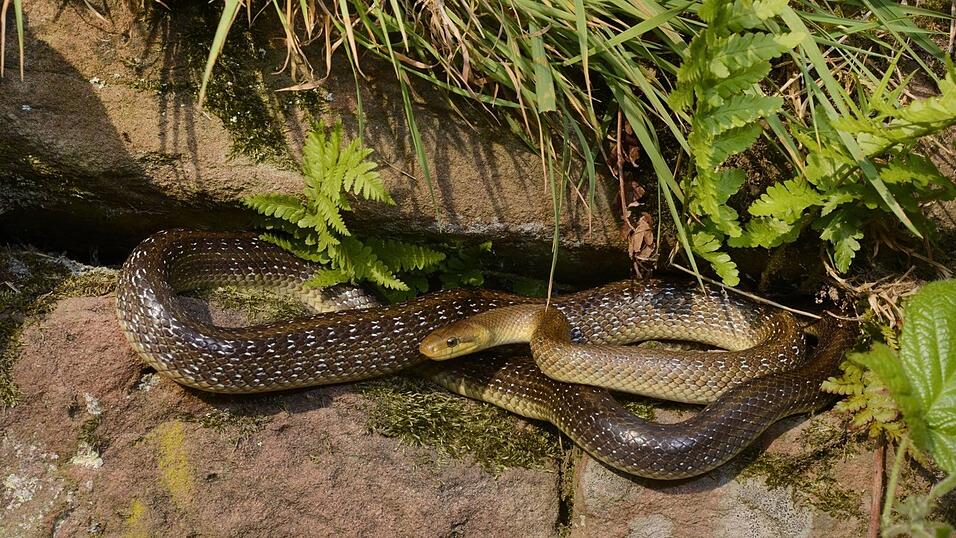 Die &Auml;skulapnatter oder auch Zamenis longissimus, wie sie mit ihrer Fachbezeichnung hei&szlig;t. Mit einer K&ouml;rperl&auml;nge von bis zu zwei Metern geh&ouml;rt sie zu den gr&ouml;&szlig;ten Schlangenarten Europas. Doch auch die &Auml;skulapnatter ist v&ouml;llig ungiftig. In Ostbayern findet man sie in der Region zwischen Burghausen und Passau - hier vor allem an den Donauleiten. Die &Auml;skulapnatter ern&auml;hrt sich haupts&auml;chlich von V&ouml;geln und Kleins&auml;ugern. Die &Auml;skulapnatter erreicht eine durchschnittliche K&ouml;rperl&auml;nge von 1,40 bis 1,60 Metern, kann jedoch auch bis zu zwei Meter lang werden und ist kr&auml;ftig gebaut. M&auml;nnchen werden grunds&auml;tzlich etwas gr&ouml;&szlig;er als Weibchen. Die Grundf&auml;rbung der Schlange reicht von einem gelblichen Braun &uuml;ber olivgr&uuml;n und graubraun bis grauschwarz, wobei die Oberfl&auml;che glatt und gl&auml;nzend ist. Viele der Schuppen sind wei&szlig; umrandet, sodass eine helle L&auml;ngsstrichelung entlang des K&ouml;rpers entsteht. Bei einigen Tieren gibt es zus&auml;tzlich einen dunklen L&auml;ngsstreifen entlang der K&ouml;rperseiten. Der Bauch ist hell- oder gr&uuml;nlichgelb bis wei&szlig;lich gef&auml;rbt. Bei sehr dunklen Individuen kann die K&ouml;rperunterseite jedoch auch blauschwarz gef&auml;rbt sein.