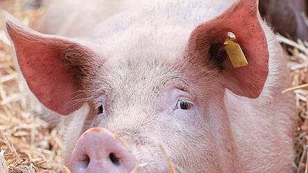 Im Jahr 2025 wurden im Landkreis Freising 37,4 Tonnen Schweinefleisch weniger als im Vorjahr erzeugt.