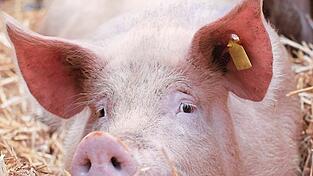 Im Jahr 2025 wurden im Landkreis Freising 37,4 Tonnen Schweinefleisch weniger als im Vorjahr erzeugt.