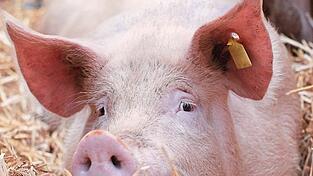 Im Jahr 2025 wurden im Landkreis Freising 37,4 Tonnen Schweinefleisch weniger als im Vorjahr erzeugt.