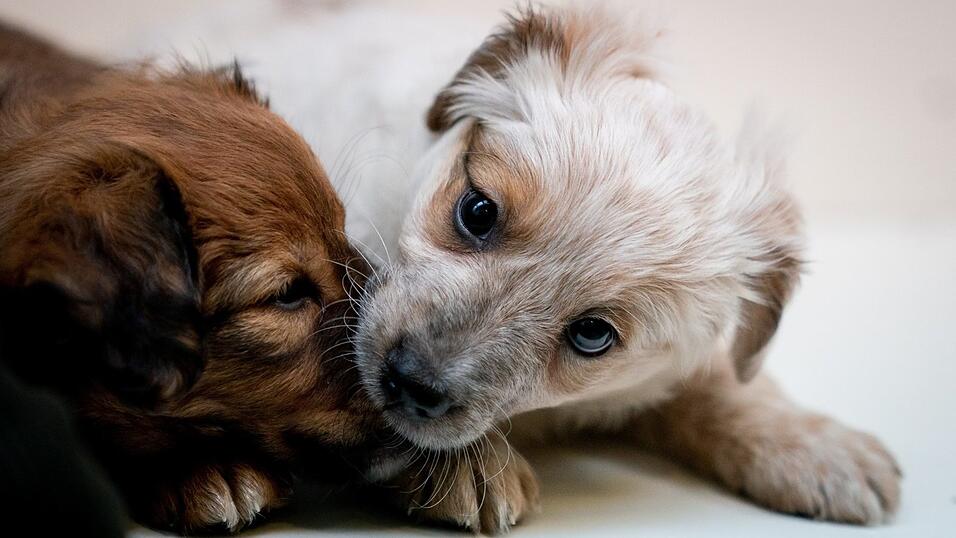 Eine Frau wollte mehrere Hundewelpen schmuggeln (Symbolbild). Eine Frau wollte mehrere Hundewelpen schmuggeln (Symbolbild).