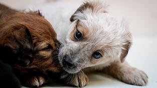 Eine Frau wollte mehrere Hundewelpen schmuggeln (Symbolbild). Eine Frau wollte mehrere Hundewelpen schmuggeln (Symbolbild).
