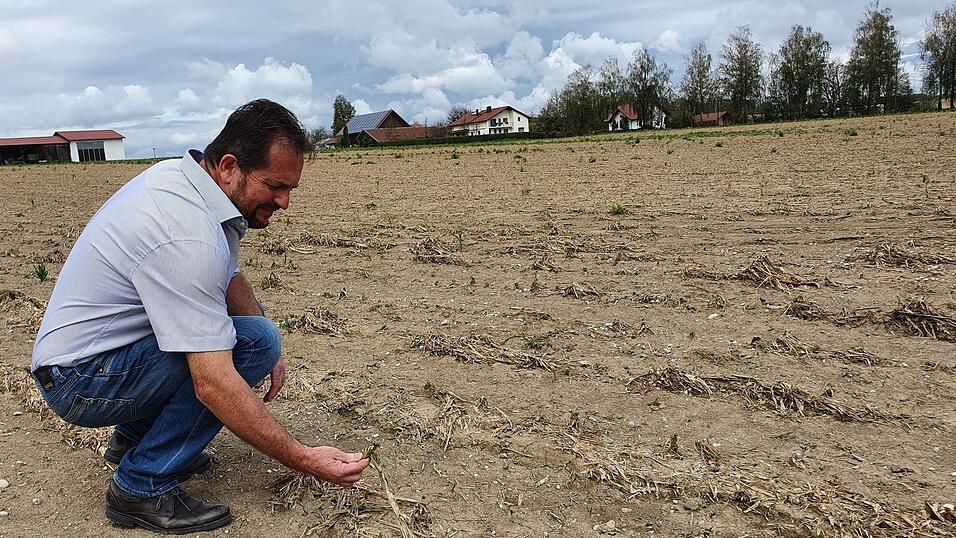 Dieses Maisfeld nahe Ruhstorf an der Rott wurde vom Hagel komplett zerstört. Josef Hopper, stellvertretender Passauer Kreisobmann, zeigt, dass es kaum noch Überreste gibt.