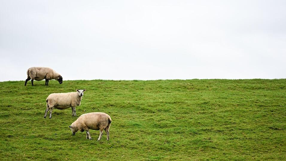 Auf Deichen sind Regelungen zum Schutz der Weidetiere schwieriger - und deshalb sollen dort Wolfs-Abschüsse leichter möglich werden. Auf Deichen sind Regelungen zum Schutz der Weidetiere schwieriger - und deshalb sollen dort Wolfs-Abschüsse leichter möglich werden.
