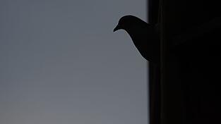 Rund 50 Tauben sollen bei dem Brand ums Leben gekommen sein. (Symbolbild) Rund 50 Tauben sollen bei dem Brand ums Leben gekommen sein. (Symbolbild)