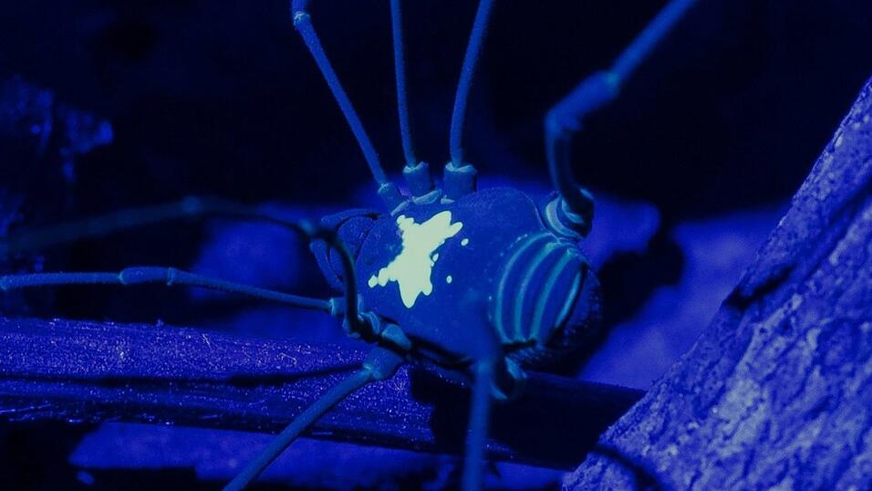 Unter UV-Licht kommt das R&uuml;ckenmuster des Weberknechts besonders zur Geltung.