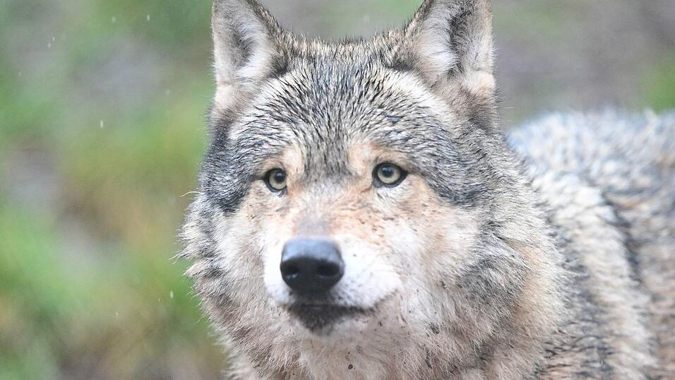 Ein Autofahrer hat bei Neusch&ouml;nau einen Wolf erfasst. (Symbolbild)