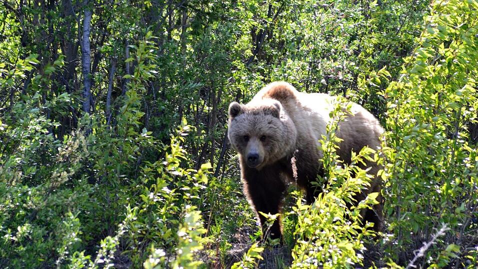 Neben dem Grizzlybären (Foto) gibt es in Alaska noch Schwarzbären, Braunbären und selten auch weiße Braunbären. (Foto: Johanna Greil) Neben dem Grizzlybären (Foto) gibt es in Alaska noch Schwarzbären, Braunbären und selten auch weiße Braunbären. (Foto: Johanna Greil)