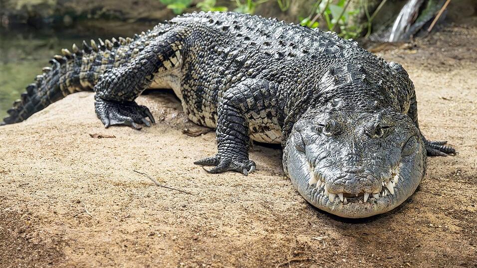 Das mehr als zwei Meter lange Beulenkrokodil wurde viele Jahre in einem Schrebergarten in Th&uuml;ringen gehalten, kam dann in eine Auffangstation nach M&uuml;nchen und ist jetzt im Tierpark Sch&ouml;nbrunn in Wien zuhause.