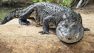 Das mehr als zwei Meter lange Beulenkrokodil wurde viele Jahre in einem Schrebergarten in Thüringen gehalten, kam dann in eine Auffangstation nach München und ist jetzt im Tierpark Schönbrunn in Wien zuhause. Das mehr als zwei Meter lange Beulenkrokodil wurde viele Jahre in einem Schrebergarten in Thüringen gehalten, kam dann in eine Auffangstation nach München und ist jetzt im Tierpark Schönbrunn in Wien zuhause.
