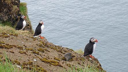 Papageientaucher, die 'Clowns der L&uuml;fte', auf der Vogelinsel Dyrh&oacute;laey. An den K&uuml;sten Islands halten sich zur Brutzeit im Sommer rund zehn Millionen dieser V&ouml;gel auf.