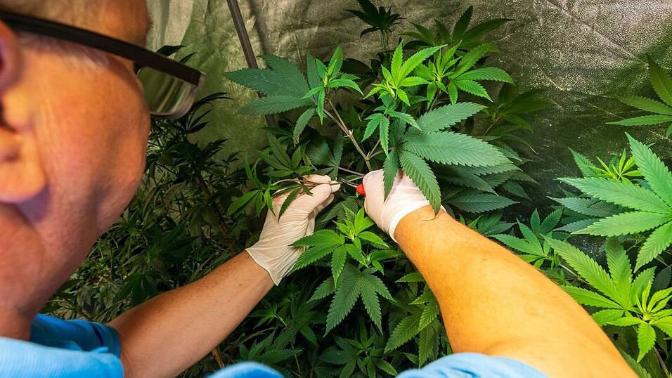 Acht Cannabis-Clubs wurden genehmigt - der von Wenzel Cerveny nicht.