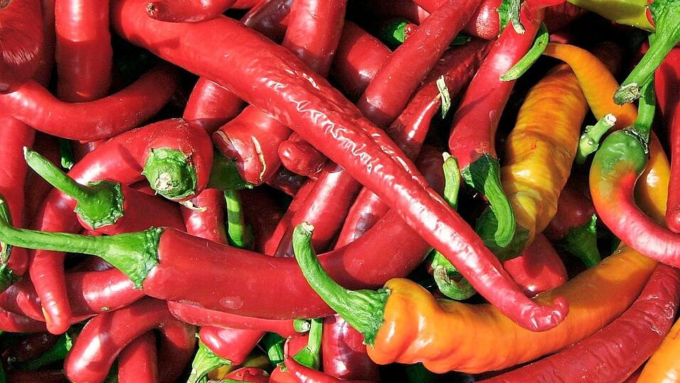 Für das Ermitteln des Temperatursensors nutzte David Julius, einer der beiden Nobelpreisträger, den scharfen Chilistoff Capsaicin, der im Mund heftiges Brennen hervorrufen kann. Für das Ermitteln des Temperatursensors nutzte David Julius, einer der beiden Nobelpreisträger, den scharfen Chilistoff Capsaicin, der im Mund heftiges Brennen hervorrufen kann.