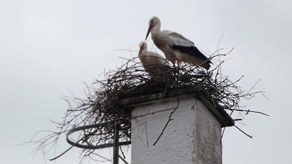 Nur selten haben beide Störche Zeit für eine gemeinsame Ruhepause. Meistens sind sie unterwegs.