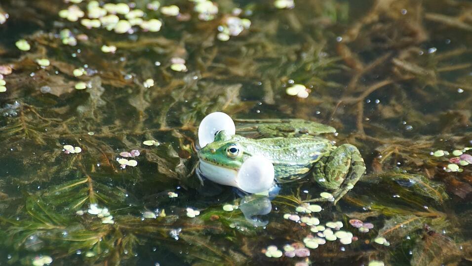 Wasserfr&ouml;sche wie dieser quaken im Haarbacher Dorfweiher. Einer beginnt, die anderen stimmen ein ins Froschkonzert.