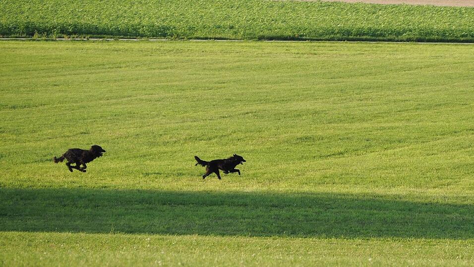 Oft sind Hunde aus dem Ausland für Familien ungeeignet. Sie sind zum Beispiel Hüte- oder Hirtenhunde. (Symbolbild) Oft sind Hunde aus dem Ausland für Familien ungeeignet. Sie sind zum Beispiel Hüte- oder Hirtenhunde. (Symbolbild)