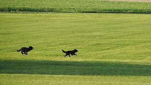 Oft sind Hunde aus dem Ausland für Familien ungeeignet. Sie sind zum Beispiel Hüte- oder Hirtenhunde. (Symbolbild) Oft sind Hunde aus dem Ausland für Familien ungeeignet. Sie sind zum Beispiel Hüte- oder Hirtenhunde. (Symbolbild)