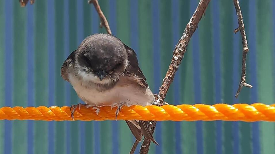 Die junge Mehlschwalbe spähte nach Fruchtfliegen.