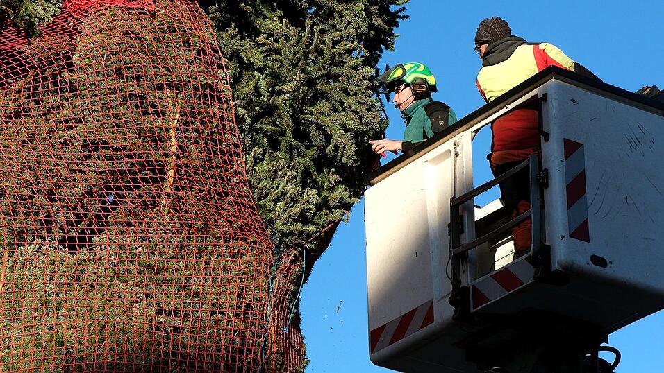 Straubing hat wieder den ersten Christbaum Bayerns! Straubing hat wieder den ersten Christbaum Bayerns!