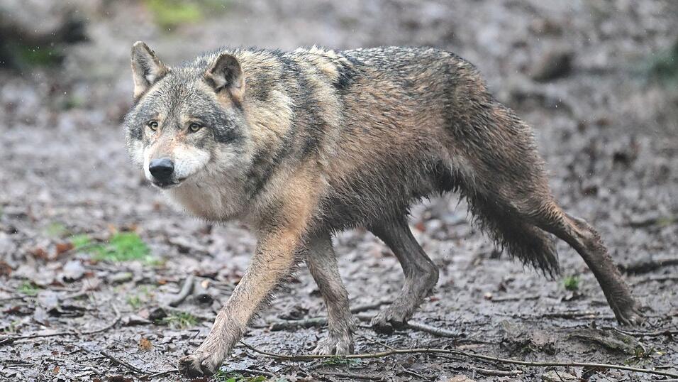 Inzwischen leben 350 Wölfe in der Schweiz. (Symbolfoto) Inzwischen leben 350 Wölfe in der Schweiz. (Symbolfoto)