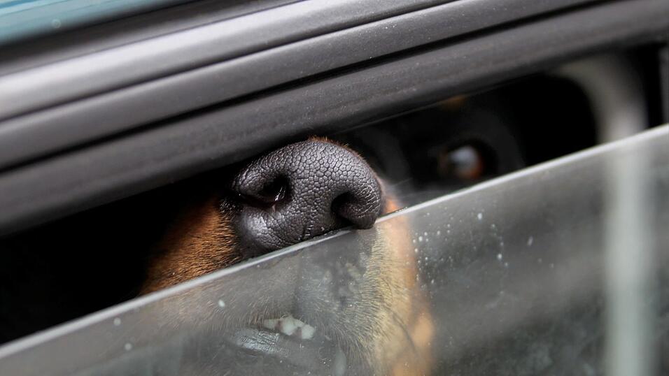 Auch bei geöffneten Fenster leiden Tier in überhitzten Autos sehr (Symbolbild). Auch bei geöffneten Fenster leiden Tier in überhitzten Autos sehr (Symbolbild).