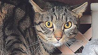 Erna ist ein Mitglied der „Katzenfamilie“. Erna ist ein Mitglied der „Katzenfamilie“.