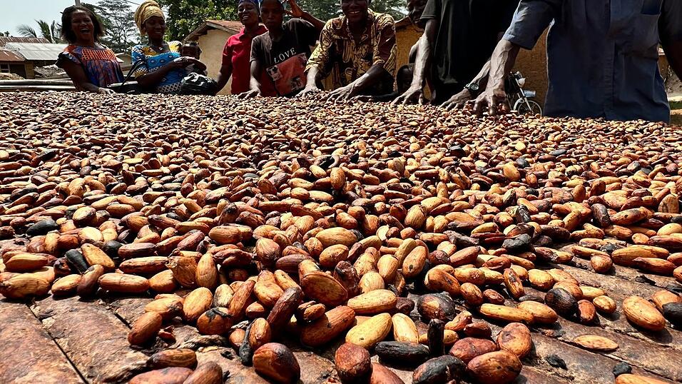 Der Kakaoanbau ist Experten zufolge besonders anfällig für extreme Wetterschwankungen. (Archivbild) Der Kakaoanbau ist Experten zufolge besonders anfällig für extreme Wetterschwankungen. (Archivbild)