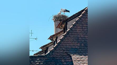Das Storchenjunge hat bald die Nestlingszeit hinter sich und beginnt zu fliegen.