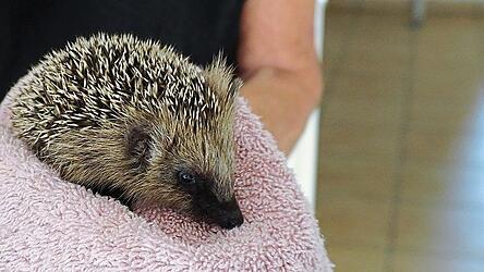 Der kleine „Herkules“ wurde verwurmt mit einem Gewicht von 91 Gramm gefunden. Nun wird er aufgepäppelt. Den Winter wird er im Keller verbringen. Ein Gewicht von 500 Gramm, das er bräuchte, um ausgewildert zu werden und draußen zu überwintern, wird er im Oktober nicht mehr erreichen.