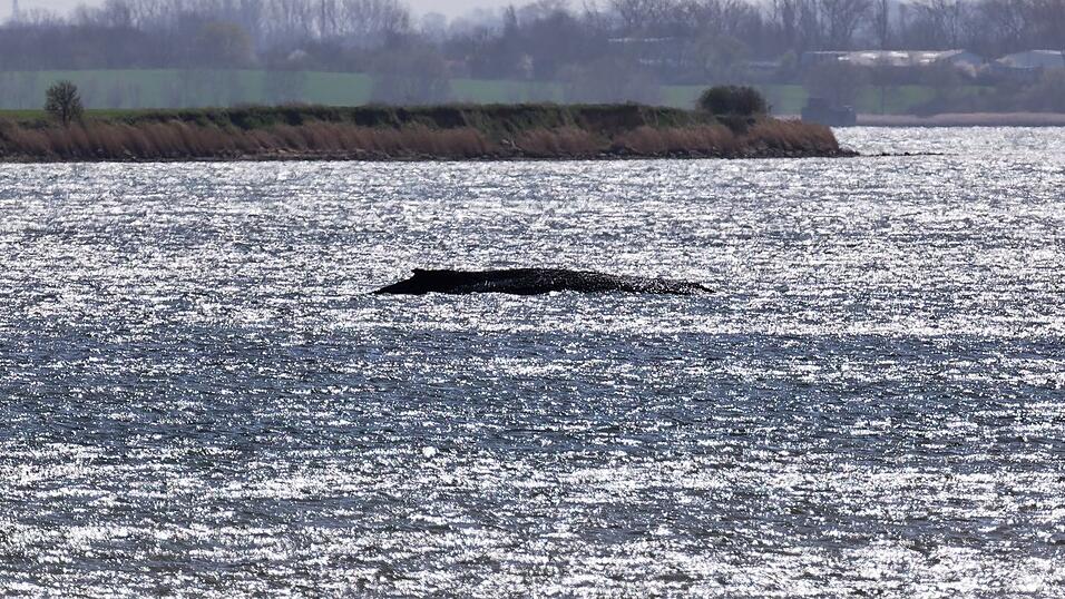 Sein K&ouml;rpergewicht dr&uuml;ckt den aus dem Wasser ragenden Wal tiefer in den Meeresgrund.