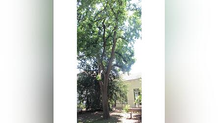 Ein stattlicher Maulbeerbaum wächst zwischen Josef-Schule und Von-Leistner-Straße.