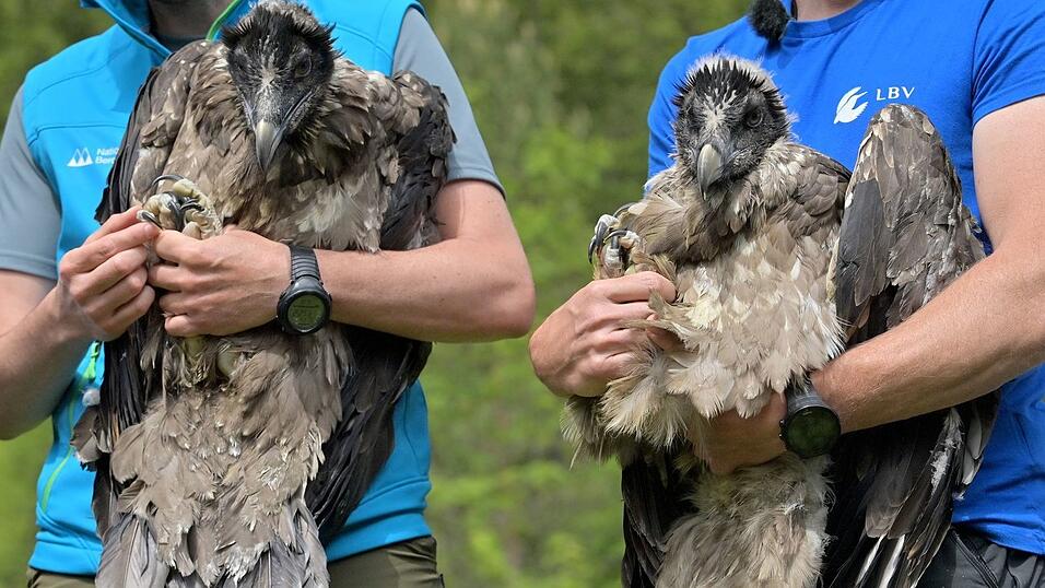 Bavaria gehörte zusammen mit Wally zum ersten Jahrgang der ausgewilderten Bartgeier (Archivbild).
